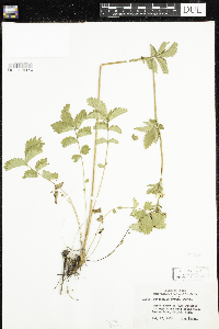 Drymocallis arguta image