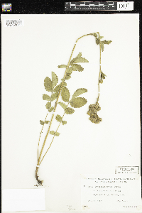 Drymocallis arguta image
