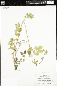 Drymocallis arguta image