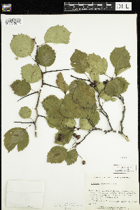 Crataegus scabrida image