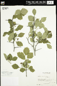 Crataegus punctata image
