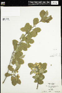 Crataegus punctata image