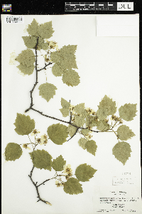 Image of Crataegus pruinosa