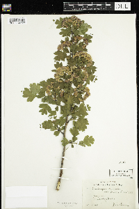 Crataegus monogyna image