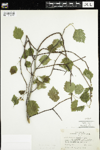 Crataegus macrosperma image