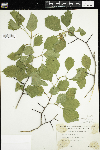 Crataegus macrosperma image
