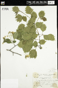 Crataegus macrosperma image