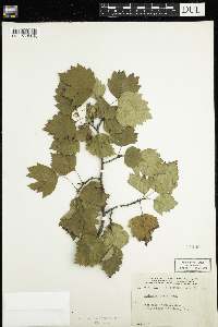 Media resource of Crataegus macrosperma