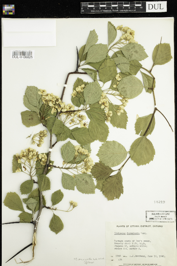 Crataegus ferentaria image