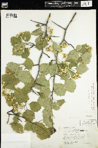 Crataegus holmesiana image