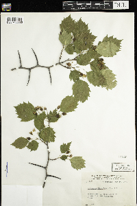 Crataegus flabellata image