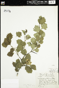 Crataegus chrysocarpa var. praecox image