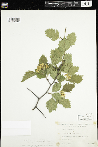 Crataegus chrysocarpa var. praecox image