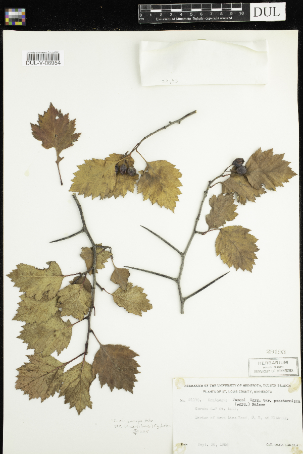 Crataegus chrysocarpa var. chrysocarpa image