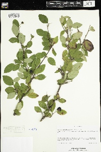 Image Associated With the Occurrence