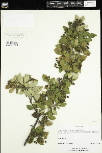 Image Associated With the Occurrence