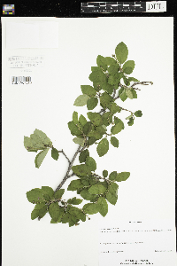 Image Associated With the Occurrence