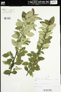 Image Associated With the Occurrence