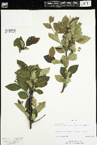 Image Associated With the Occurrence