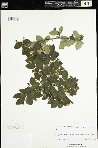 Image Associated With the Occurrence