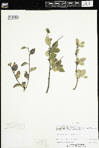 Image Associated With the Occurrence