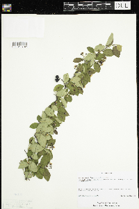 Image Associated With the Occurrence