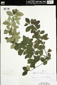 Image Associated With the Occurrence