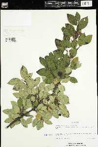 Image Associated With the Occurrence