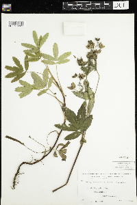 Comarum palustre image