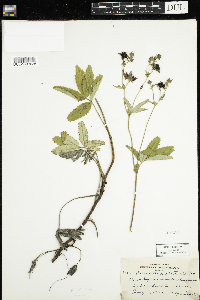 Comarum palustre image