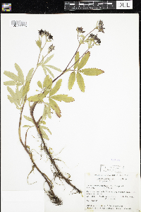 Comarum palustre image