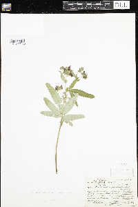 Media resource of Comarum palustre