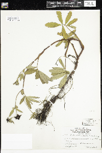 Comarum palustre image