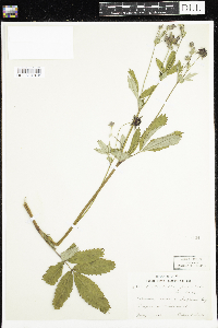 Comarum palustre image