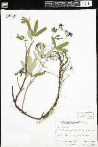 Comarum palustre image