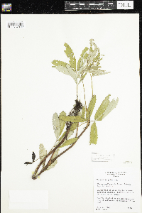 Comarum palustre image