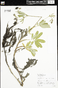 Comarum palustre image