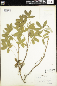 Comarum palustre image