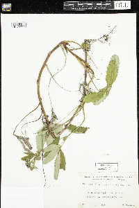 Comarum palustre image