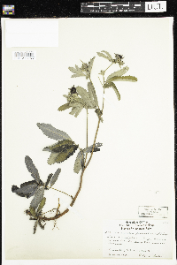 Thumbnail image of current specimen