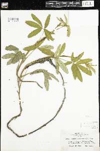 Comarum palustre image