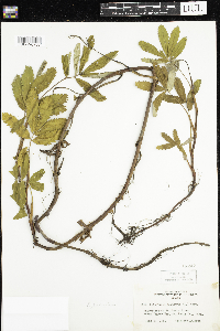 Comarum palustre image