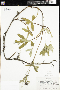 Comarum palustre image