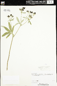 Comarum palustre image