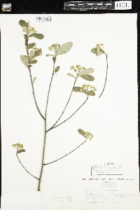 Aronia arbutifolia image