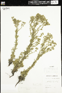 Chamaerhodos erecta image