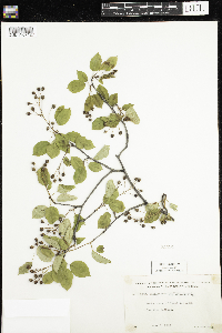 Media resource of Amelanchier spicata