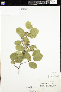 Amelanchier spicata image