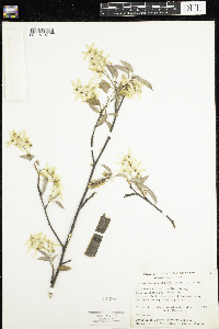 Amelanchier arborea image