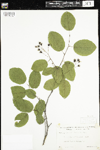 Amelanchier sanguinea image